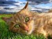 kočka na travě.jpg